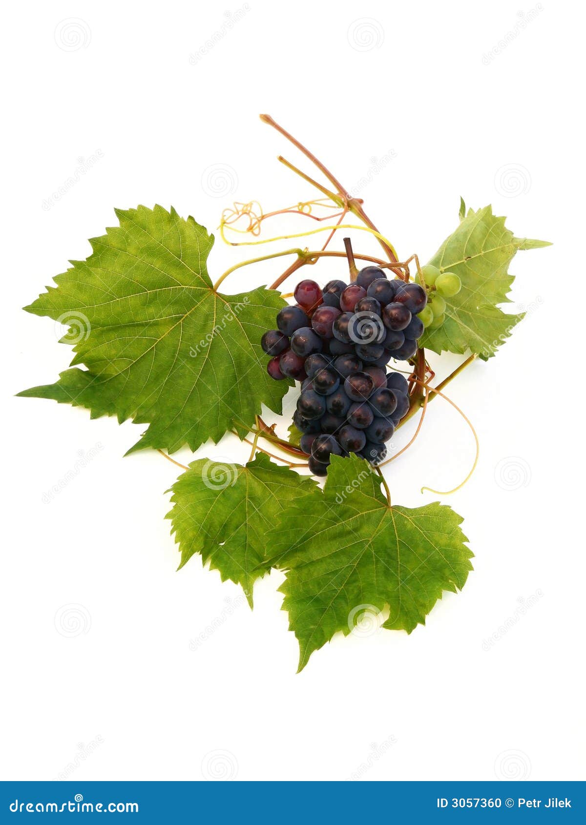 vine grape and vine leaf