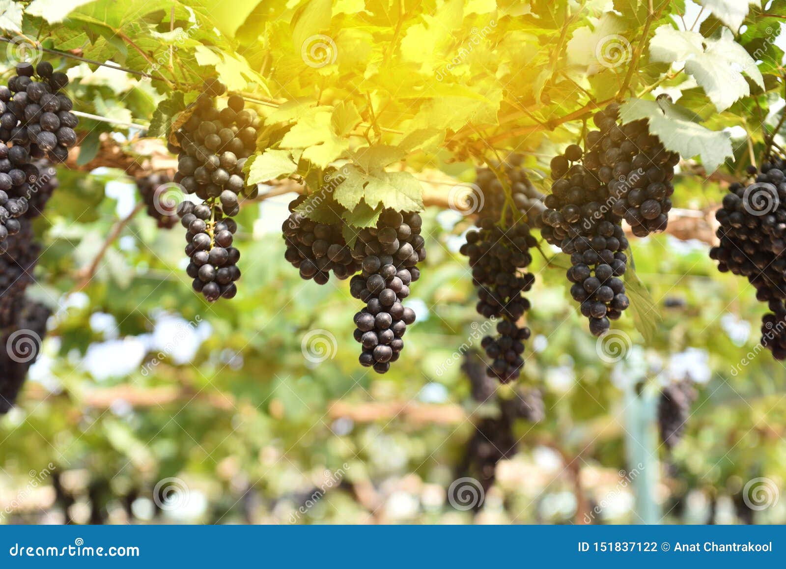 Grapes Under Sun Stock Images Download 370 Royalty Free Photos