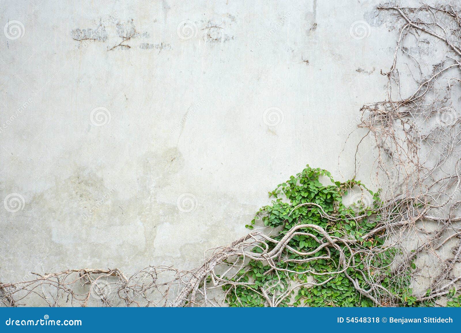 Vine Growing on Concrete Wall Stock Photo Image of stone, nature