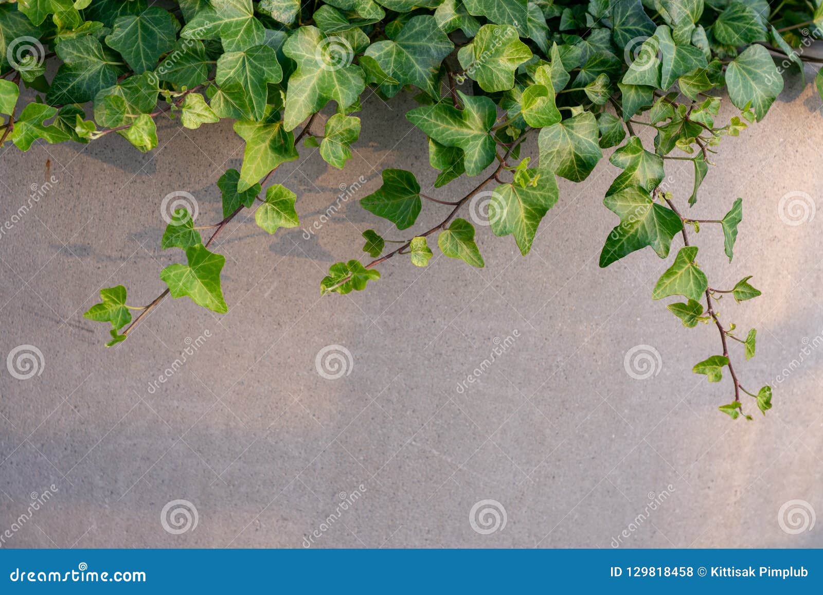 1,126 Vine Growing Concrete Wall Photos Free & RoyaltyFree Stock