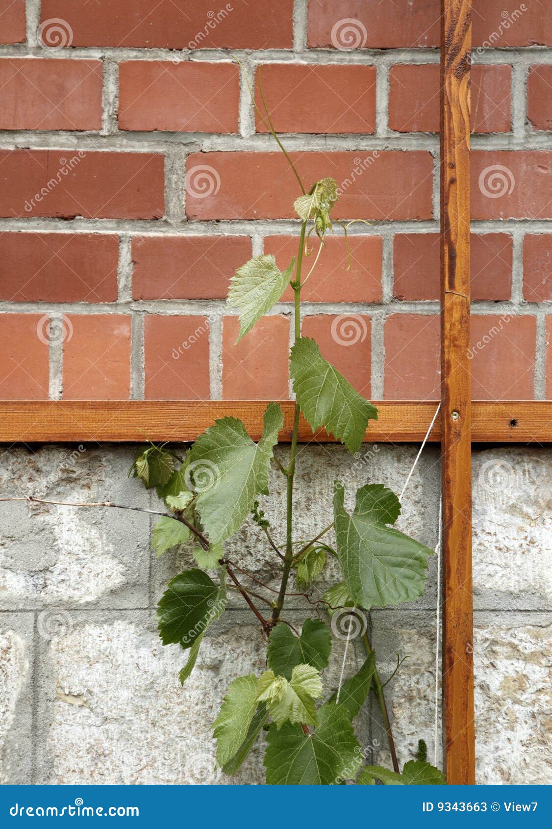 Vine Growing Near Foundation Stock Image Image of structure, outside