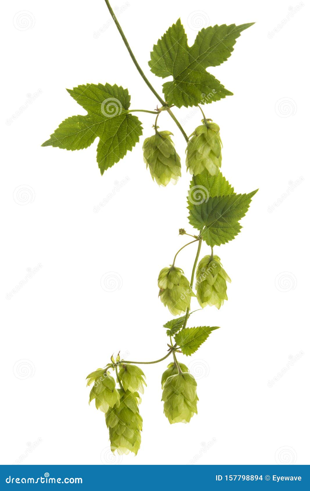 Common Hops Vine with Ripe Fruit Isolated Stock Photo Image of lupus