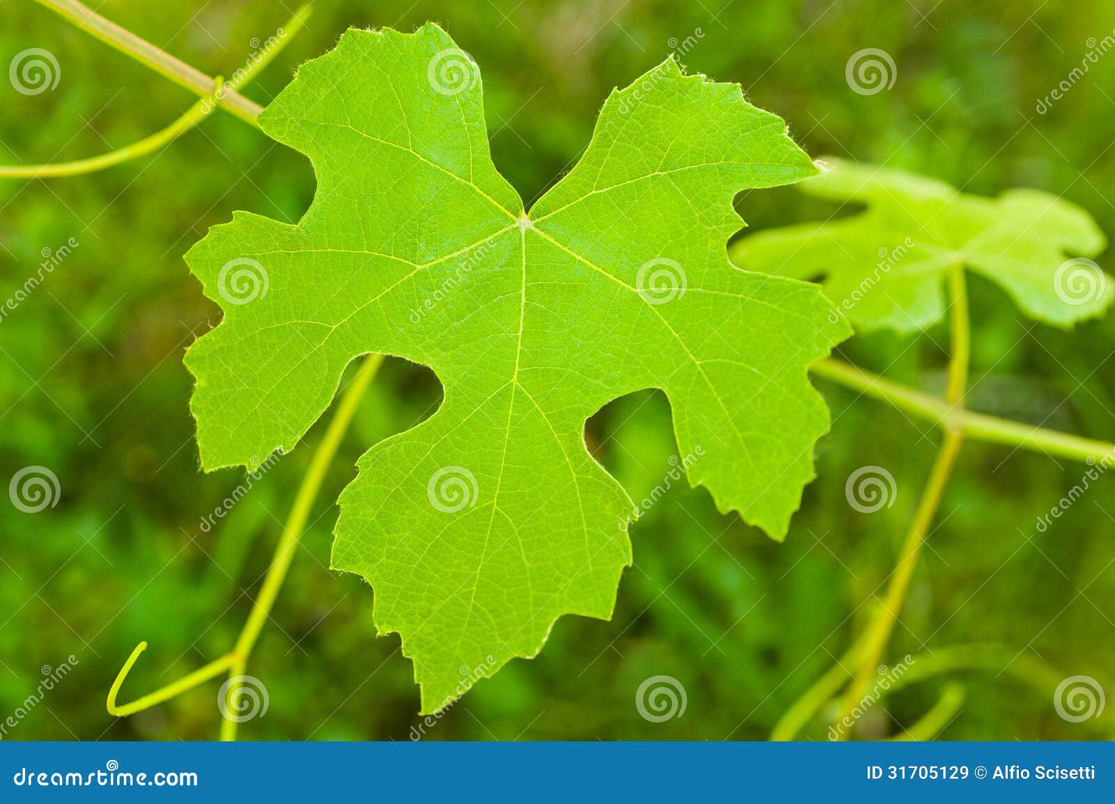 Vine leaf stock image. Image of green, botanic, flora 31705129
