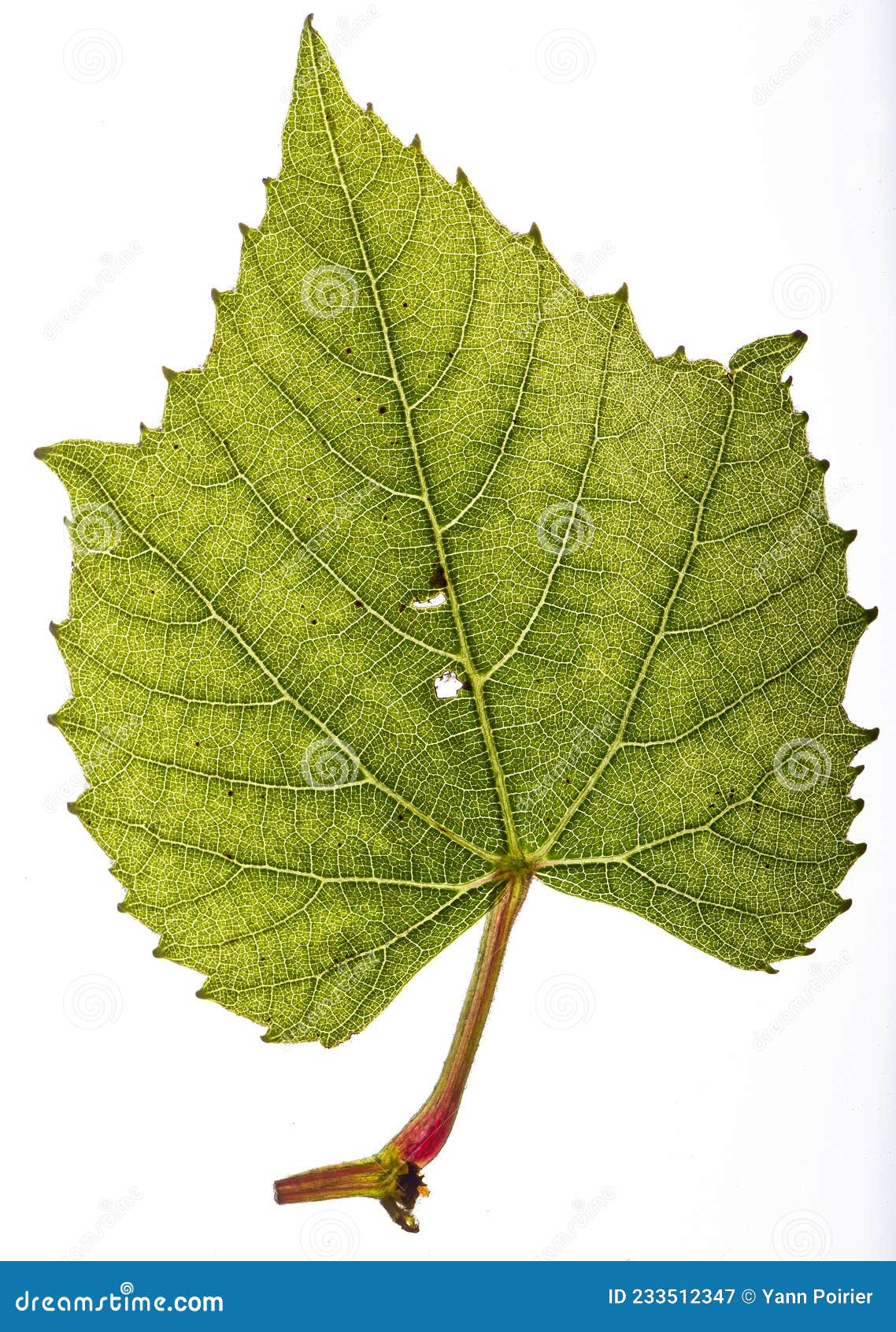 Vine leaf stock image. Image of objects, holiday, environmental 233512347