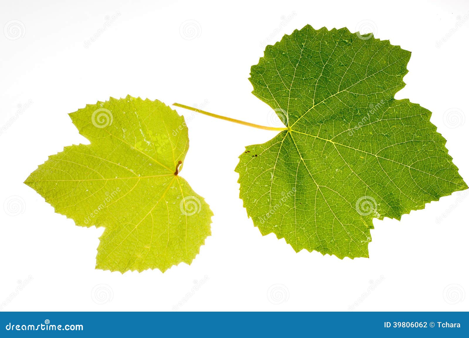 Vine leaf stock photo. Image of isolatedbackground, foliage 39806062