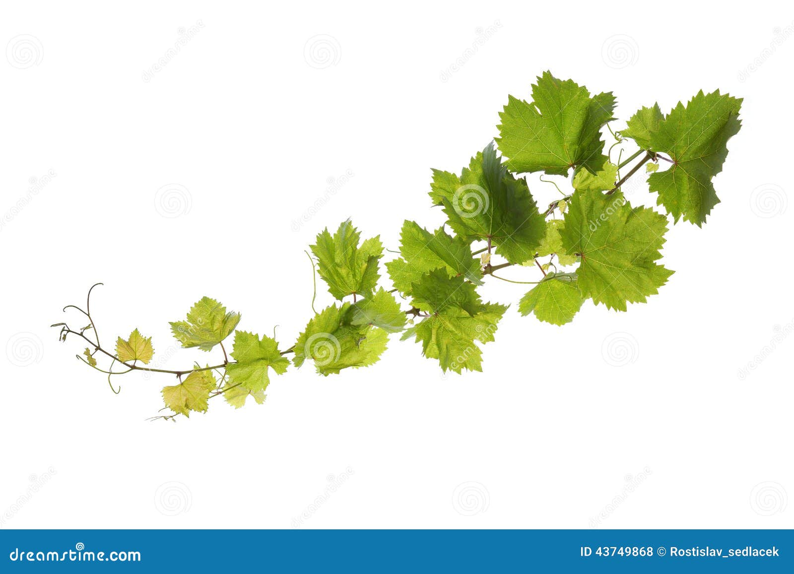 vine leaves  on white