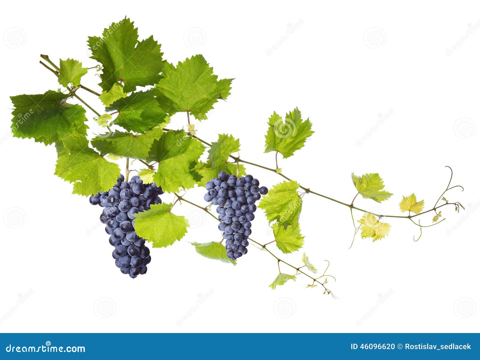 Vine Leaves Isolated On White Stock Photo - Image of grape, farm: 46096620