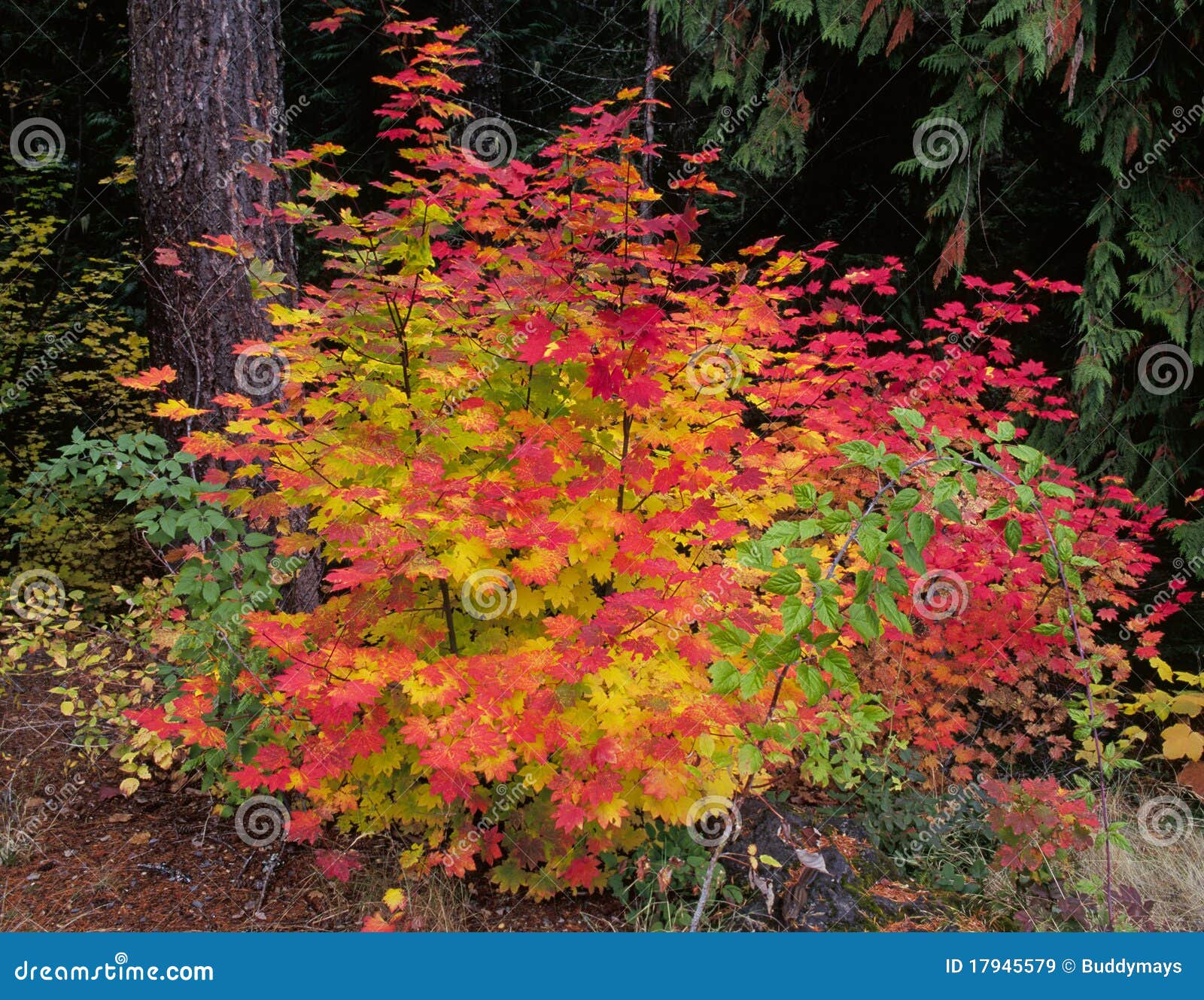 Vine maple tree stock image. Image of cascade, landscape ...