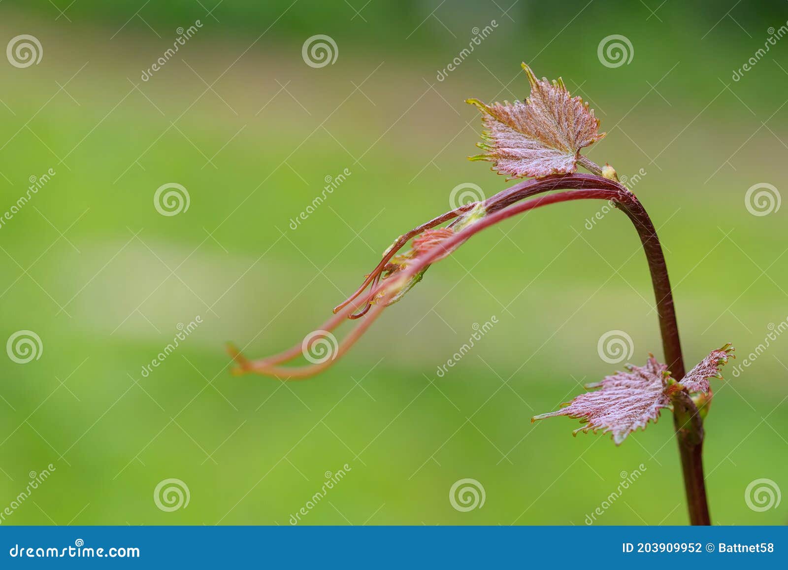 Spring Awakening of Nature the First Tender Shoots of the Vine. Stock