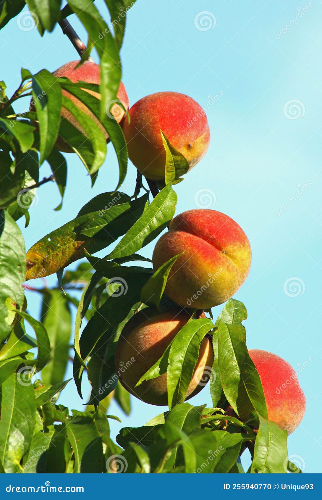Vine peaches in the tree stock photo. Image of juicy 255940770