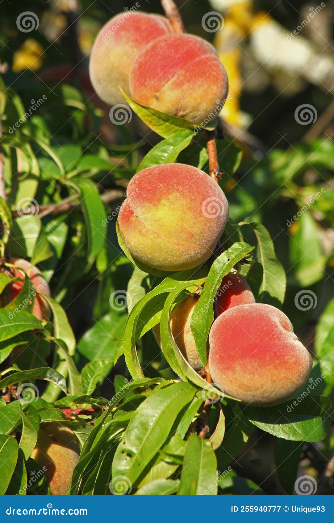 Vine peaches in the tree stock image. Image of vegetable 255940777