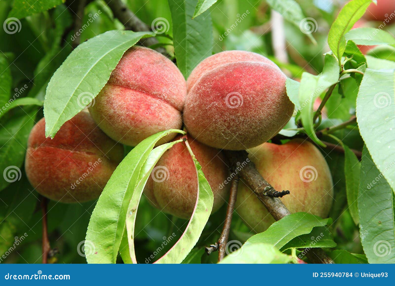 Vine peaches in the tree stock photo. Image of branch 255940784