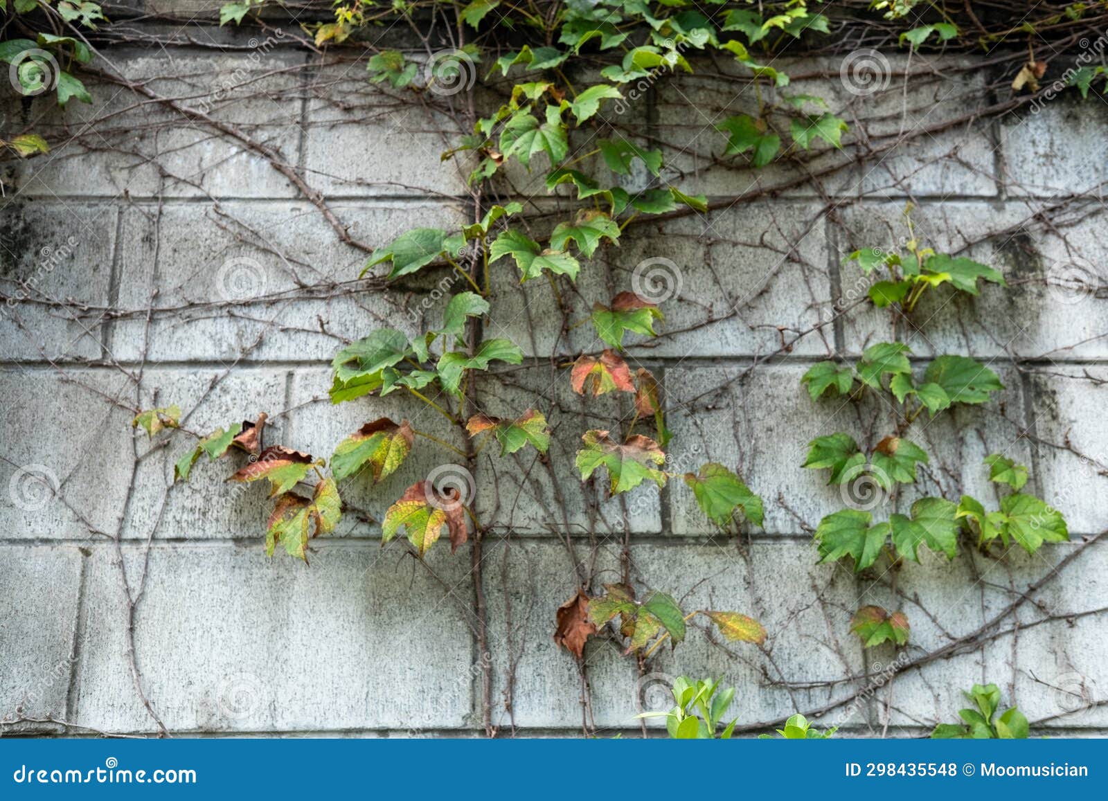 Vine plant on the wall stock photo. Image of creeper 298435548