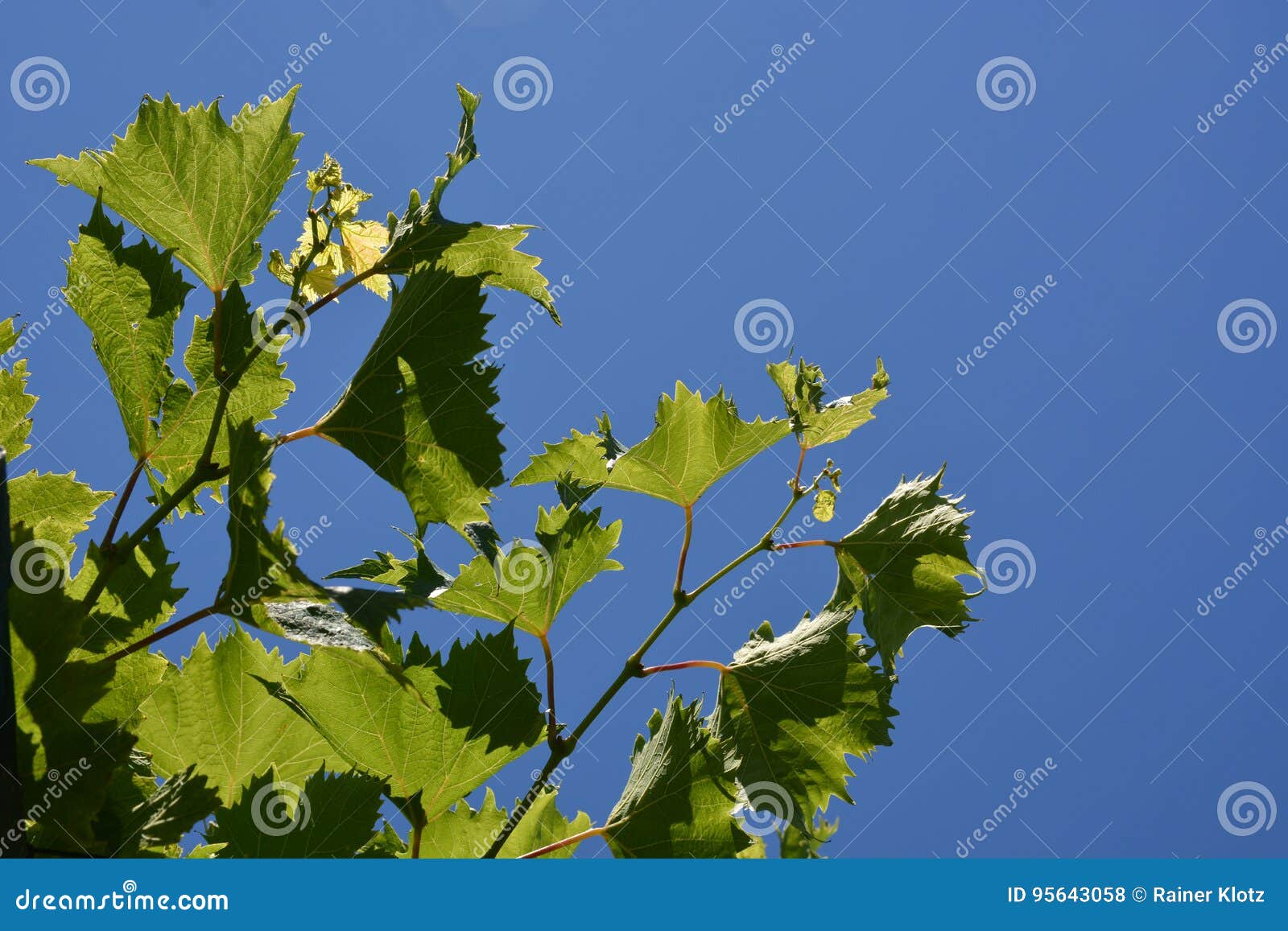 Vine plant stock photo. Image of luxuriant, copy, horizontal 95643058