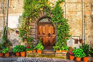Vine Plant On An Italian House Door Stock Image Image Of Tranquil 