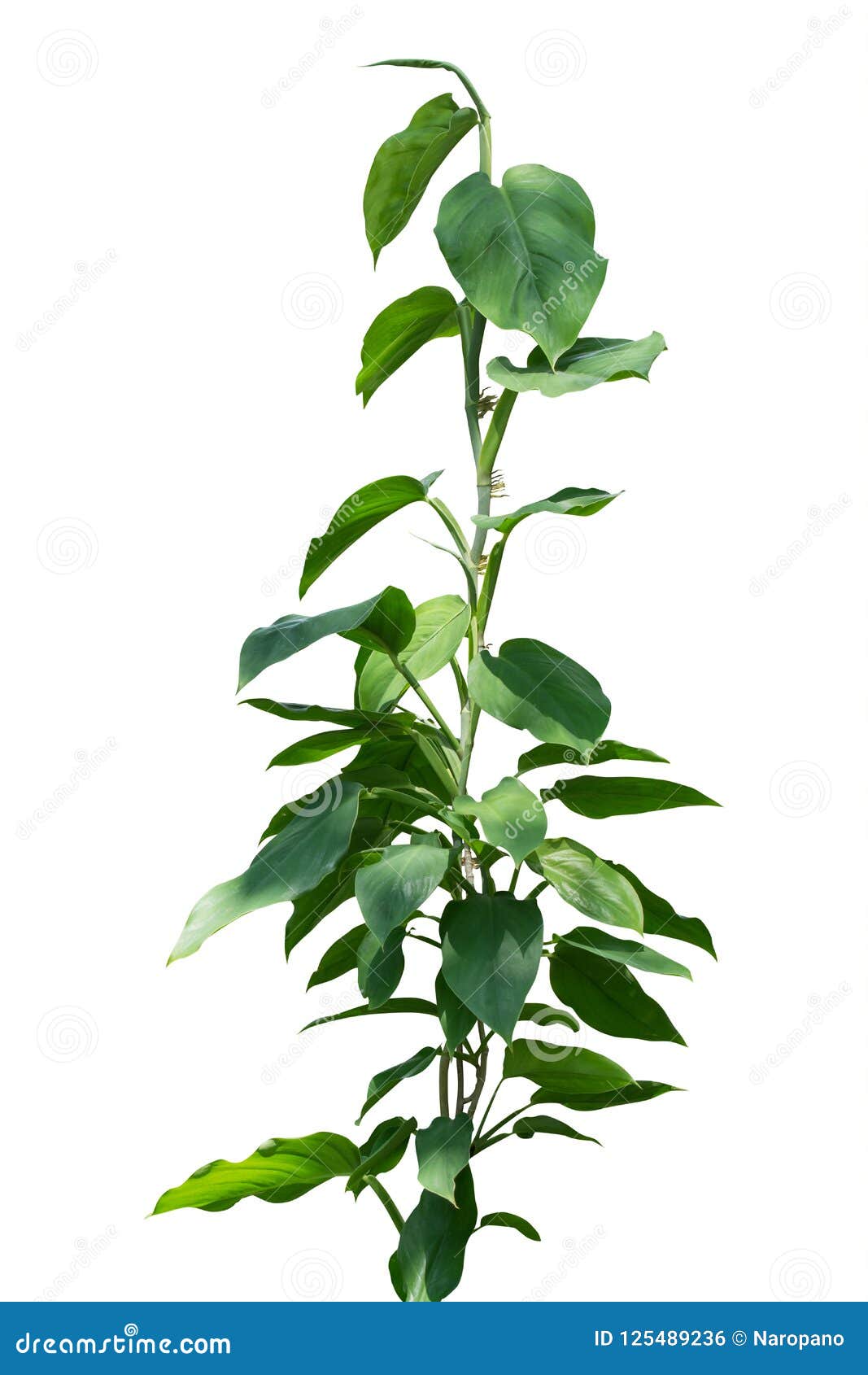 Vine Plants Isolated On White Background, Clipping Path. Stock Photo