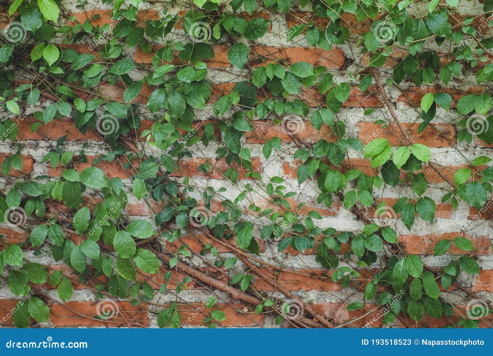 Vine on the red brick wall stock image. Image of exterior 193518523