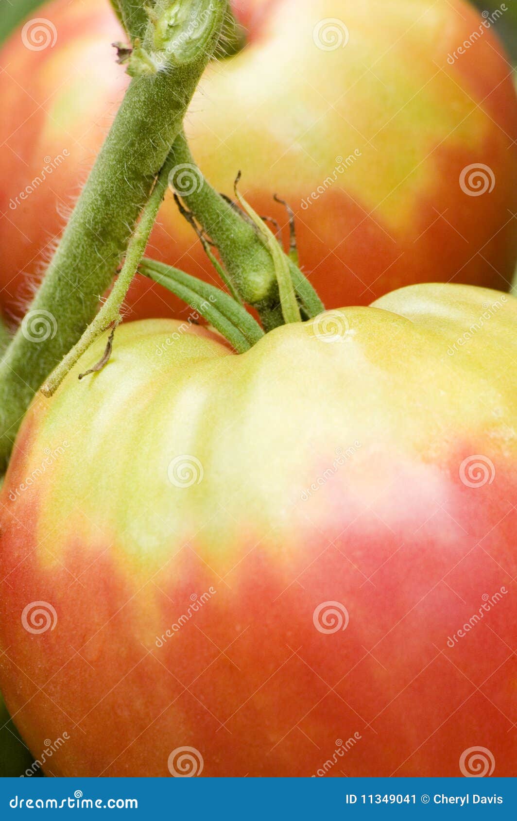 Vine Ripened Tomatoes stock image. Image of object, natural 11349041