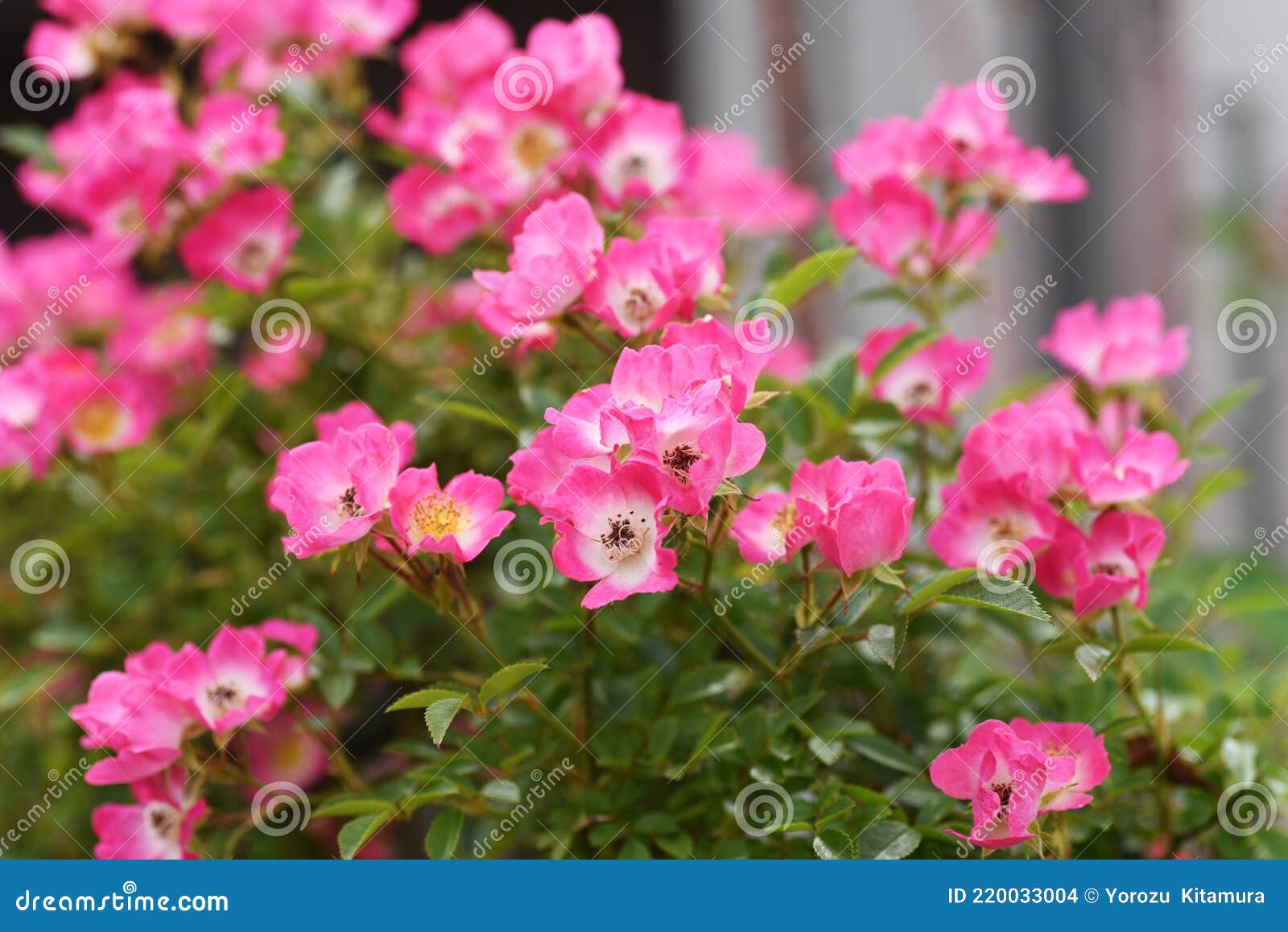 Vine Rose Flowers in Full Bloom Stock Photo Image of botany, background 220033004