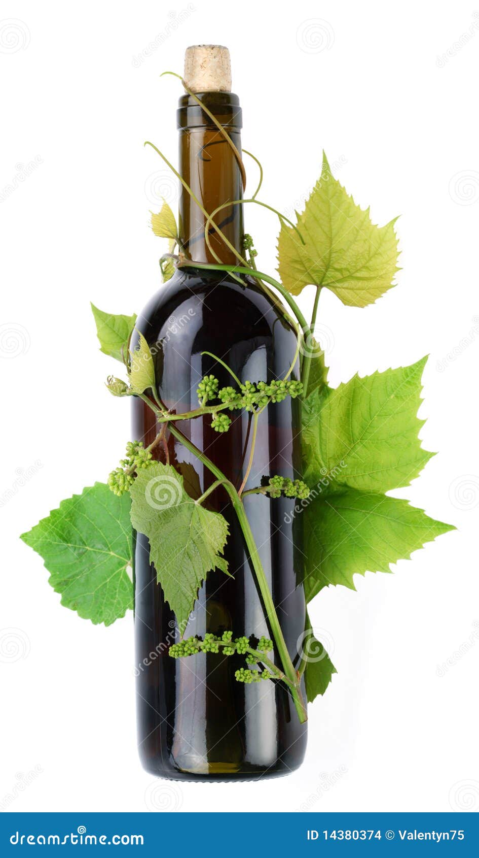 Vine Surrounds a Bottle of Wine Stock Photo Image of vine, liquid 14380374