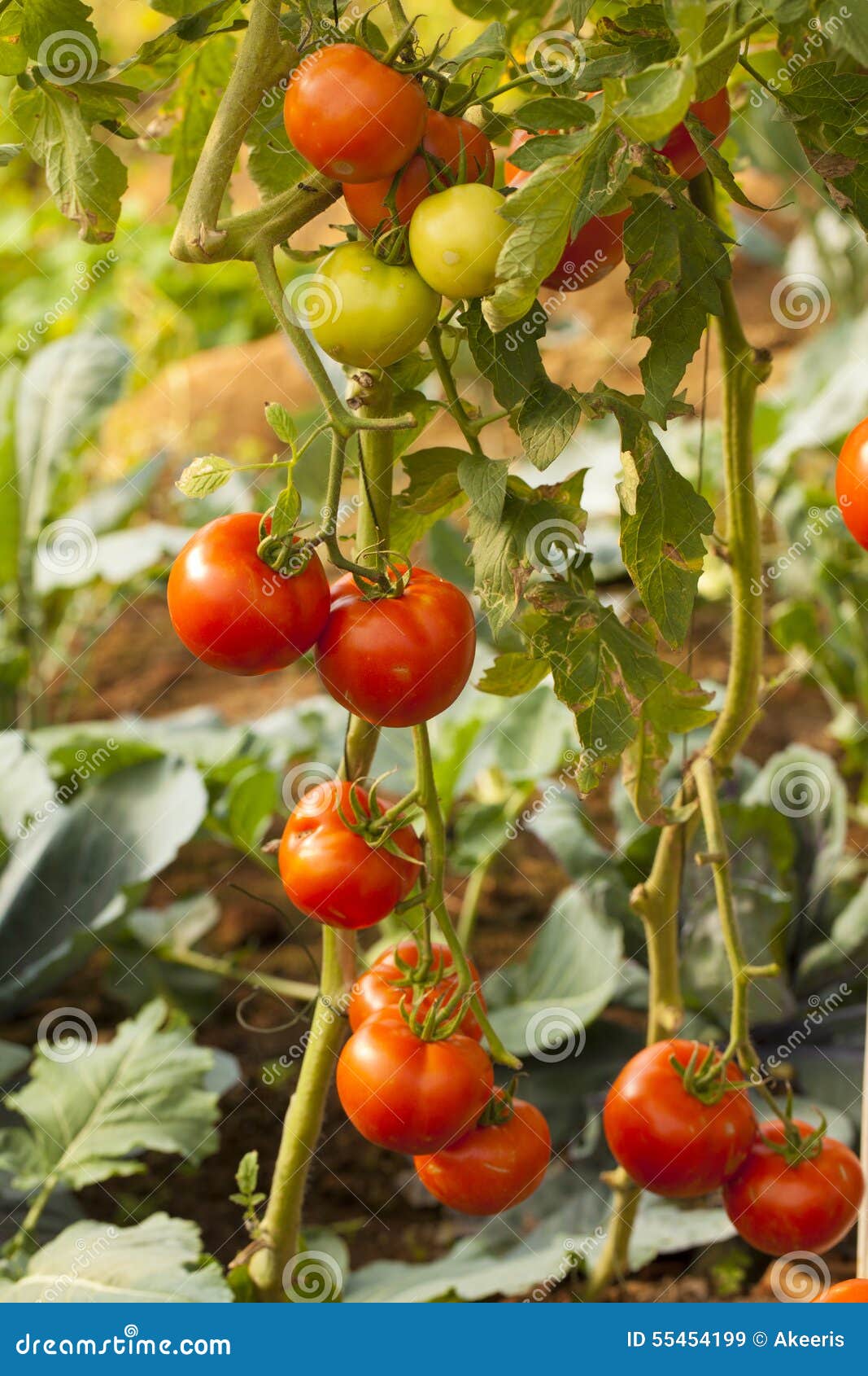 Vine tomato stock image. Image of green, fresh, background 55454199
