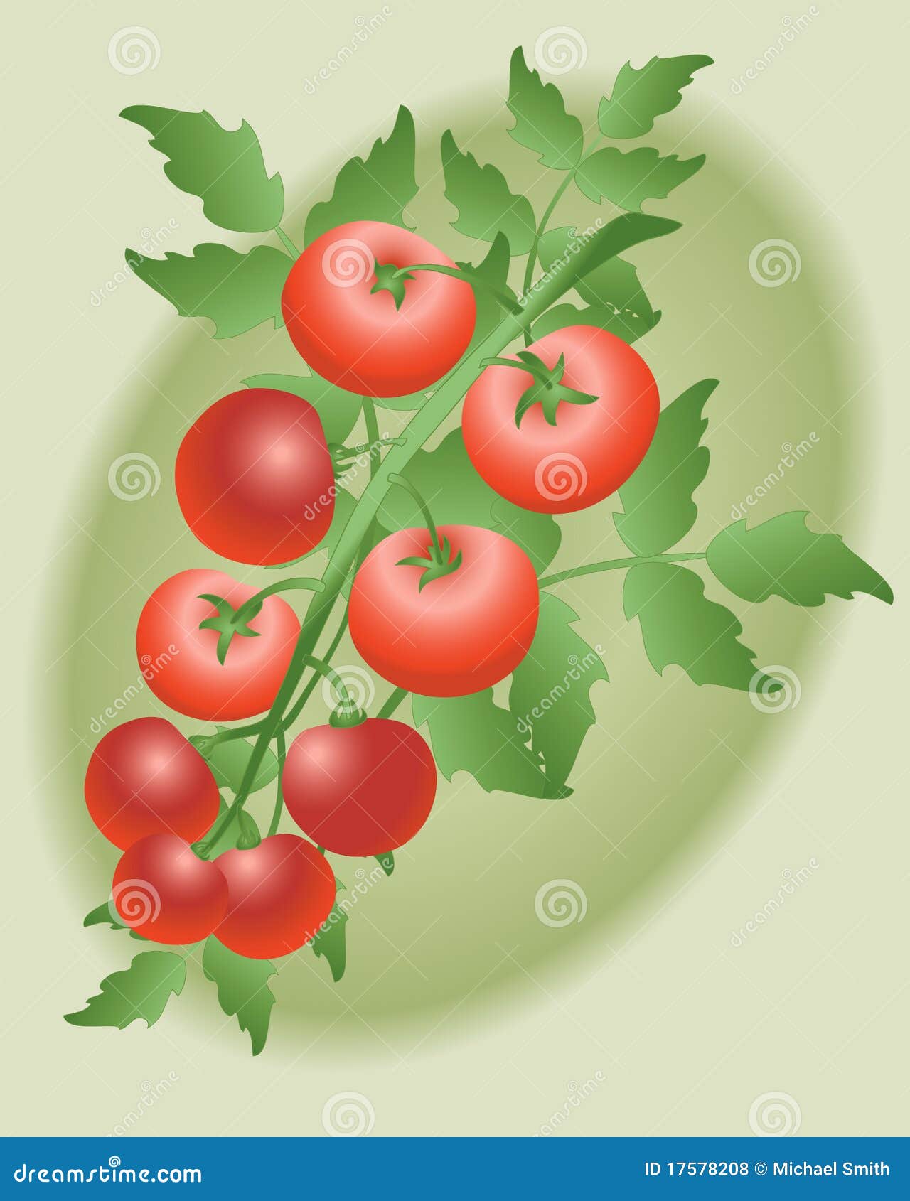 Vine tomatoes stock vector. Illustration of vegetable 17578208