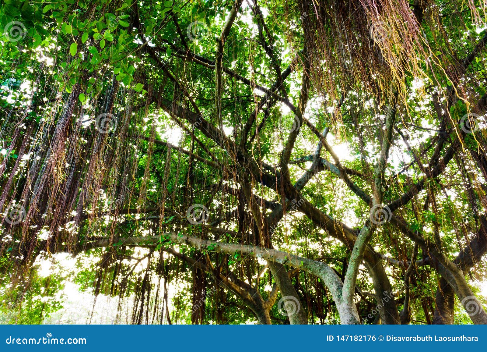 The Vine of Tree Branches are Branch on Tropical Forest Stock Photo