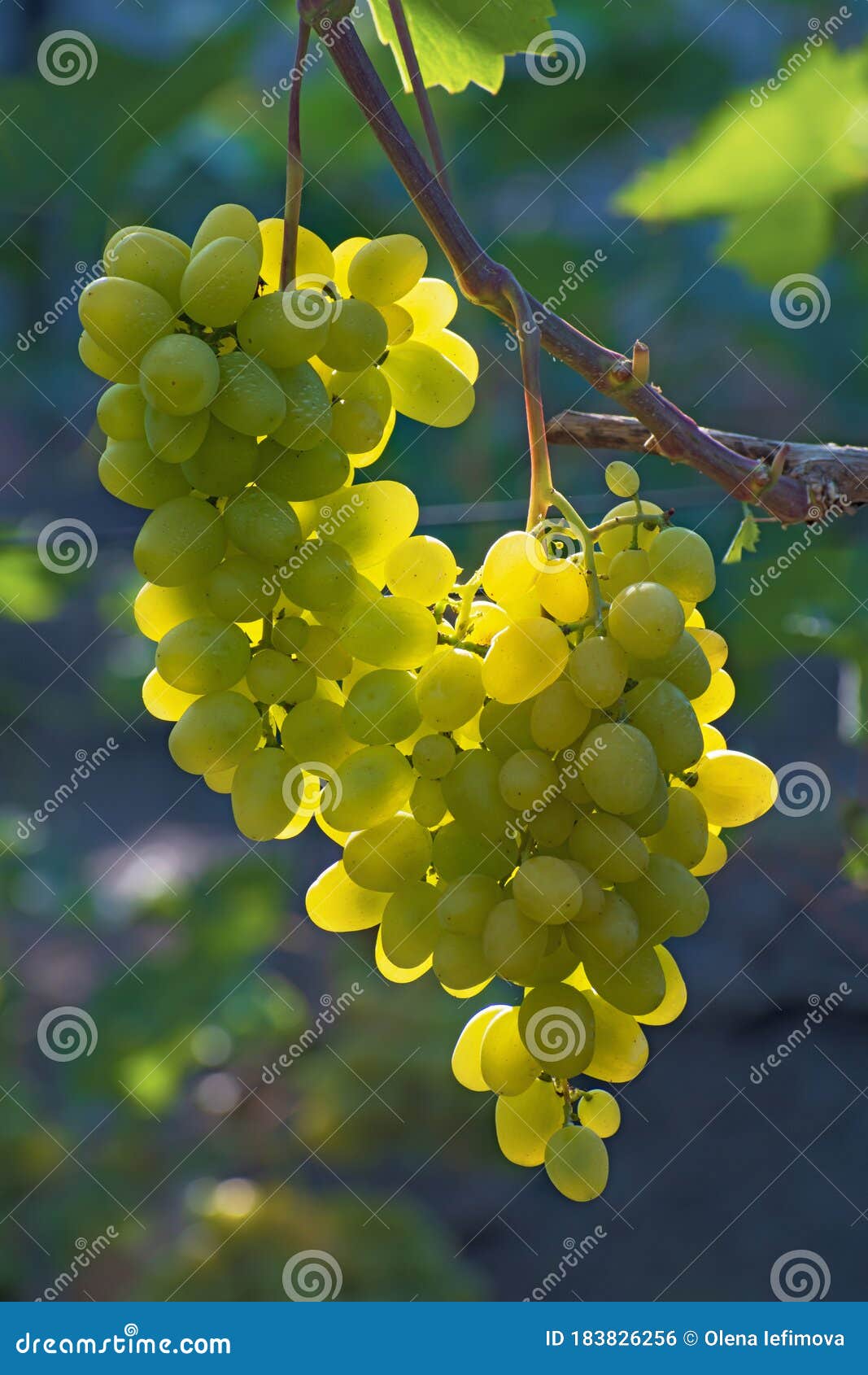 vine with two bunches of ripe insolated green grapes