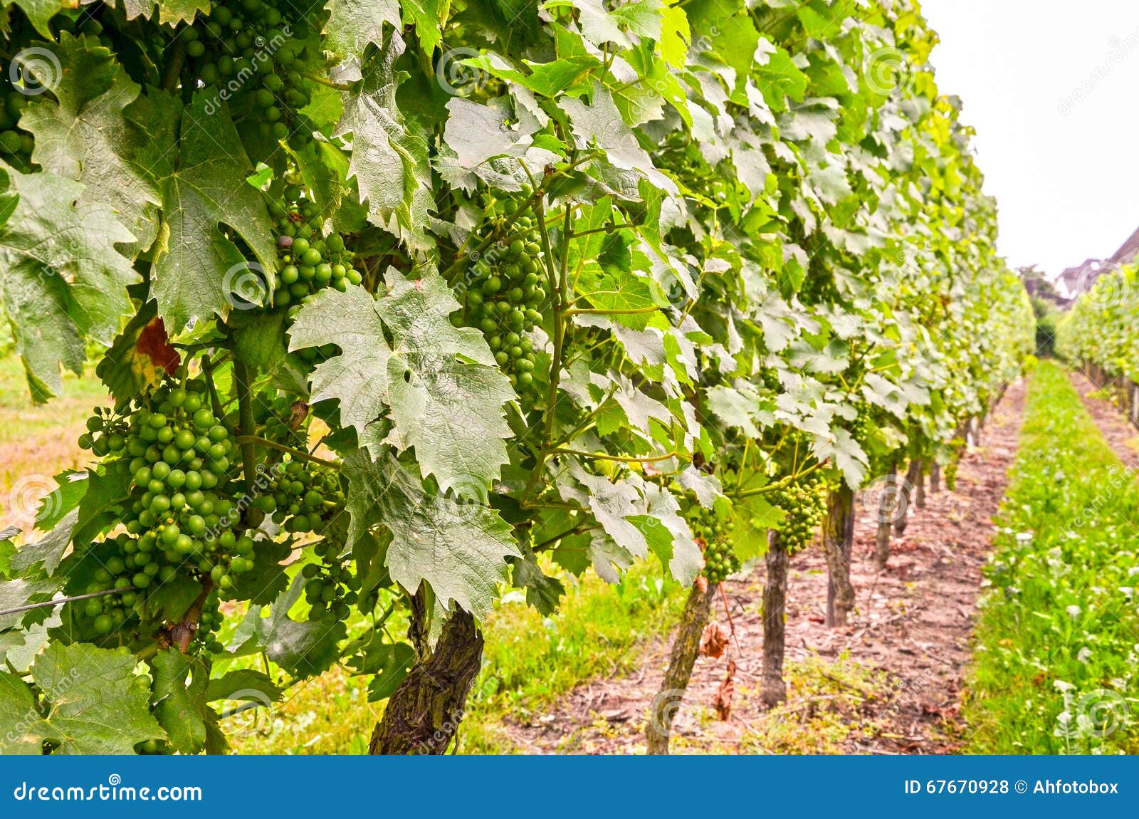 Vine in a Vineyard in Summer White Wine Grapes during Growth Stock