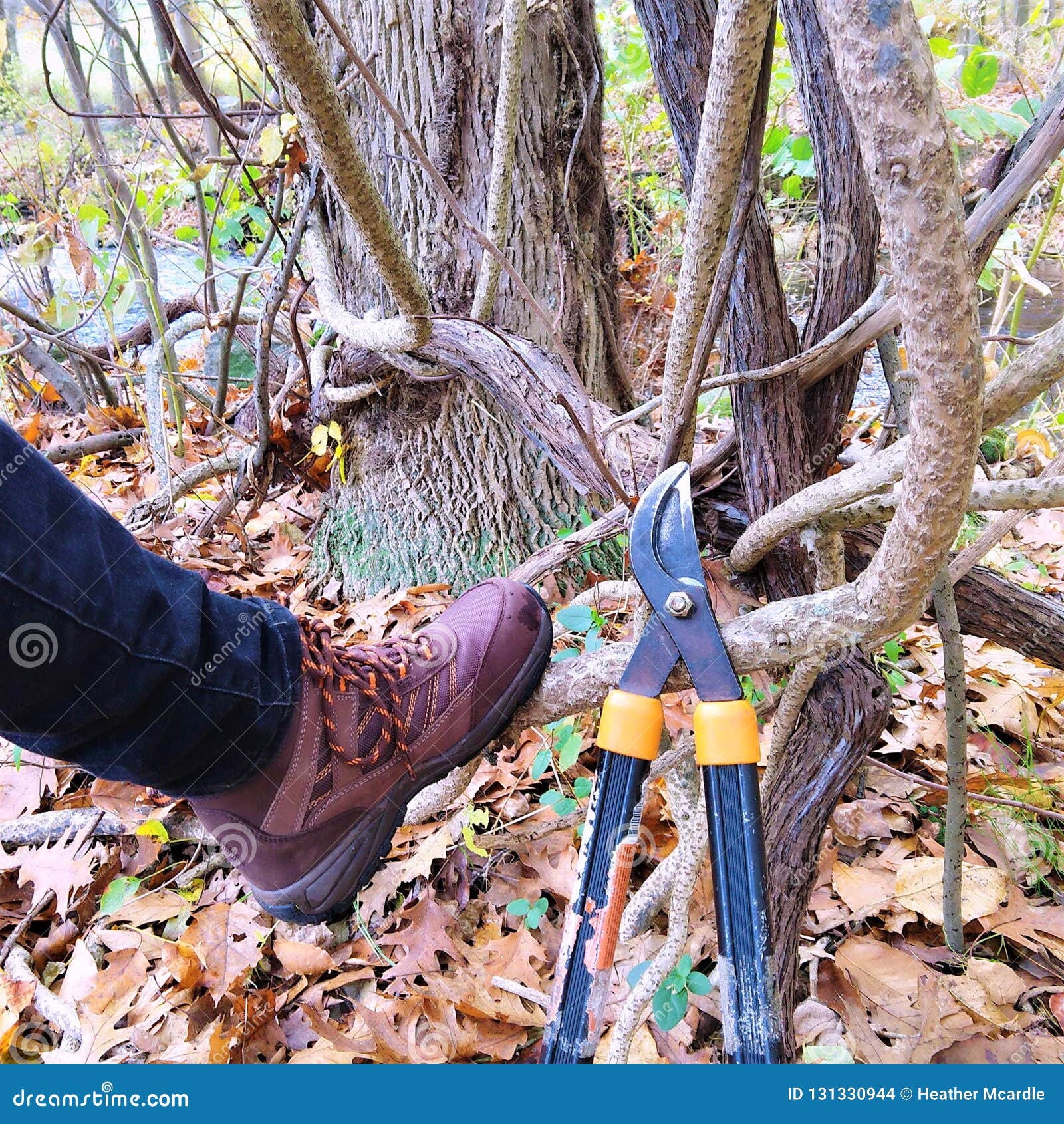 Vinecutters tool and boot stock photo. Image of growth 131330944