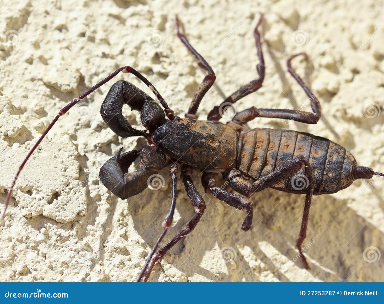 A Vinegaroon, Also Known As Whip Scorpion Stock Image Image of