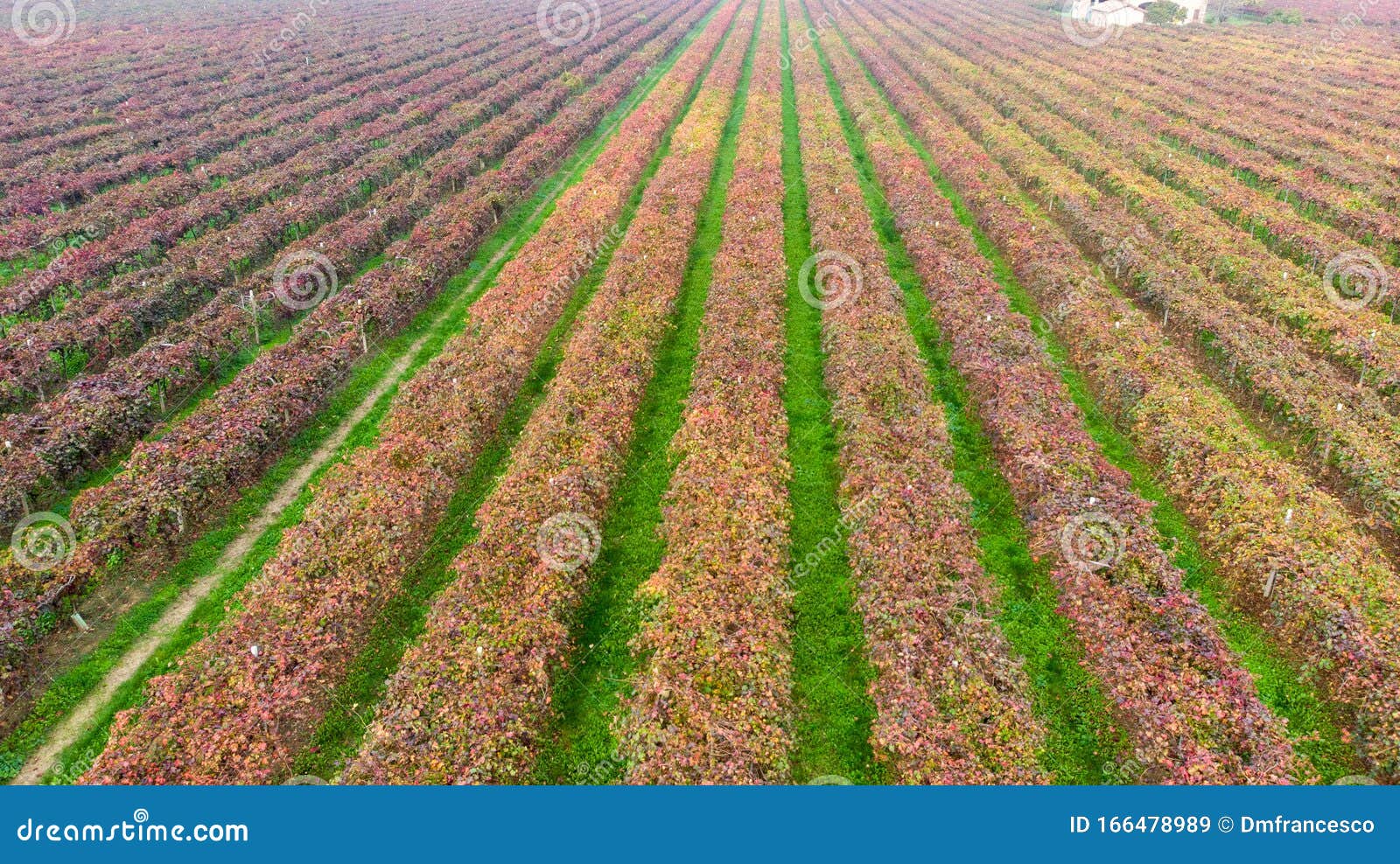 vines aerial photographs lambrusco and trebbiano hills modena italia