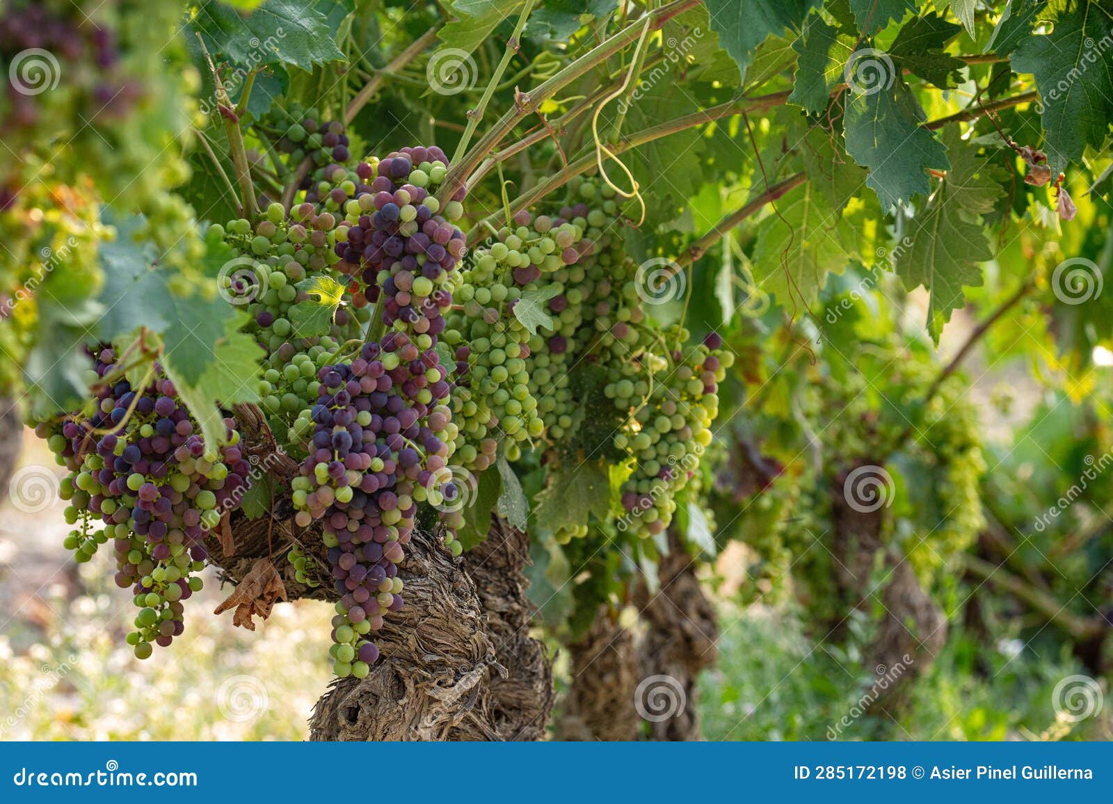 vines beginning to ripen changing the colour of the grape berry from green to purple during the summer.