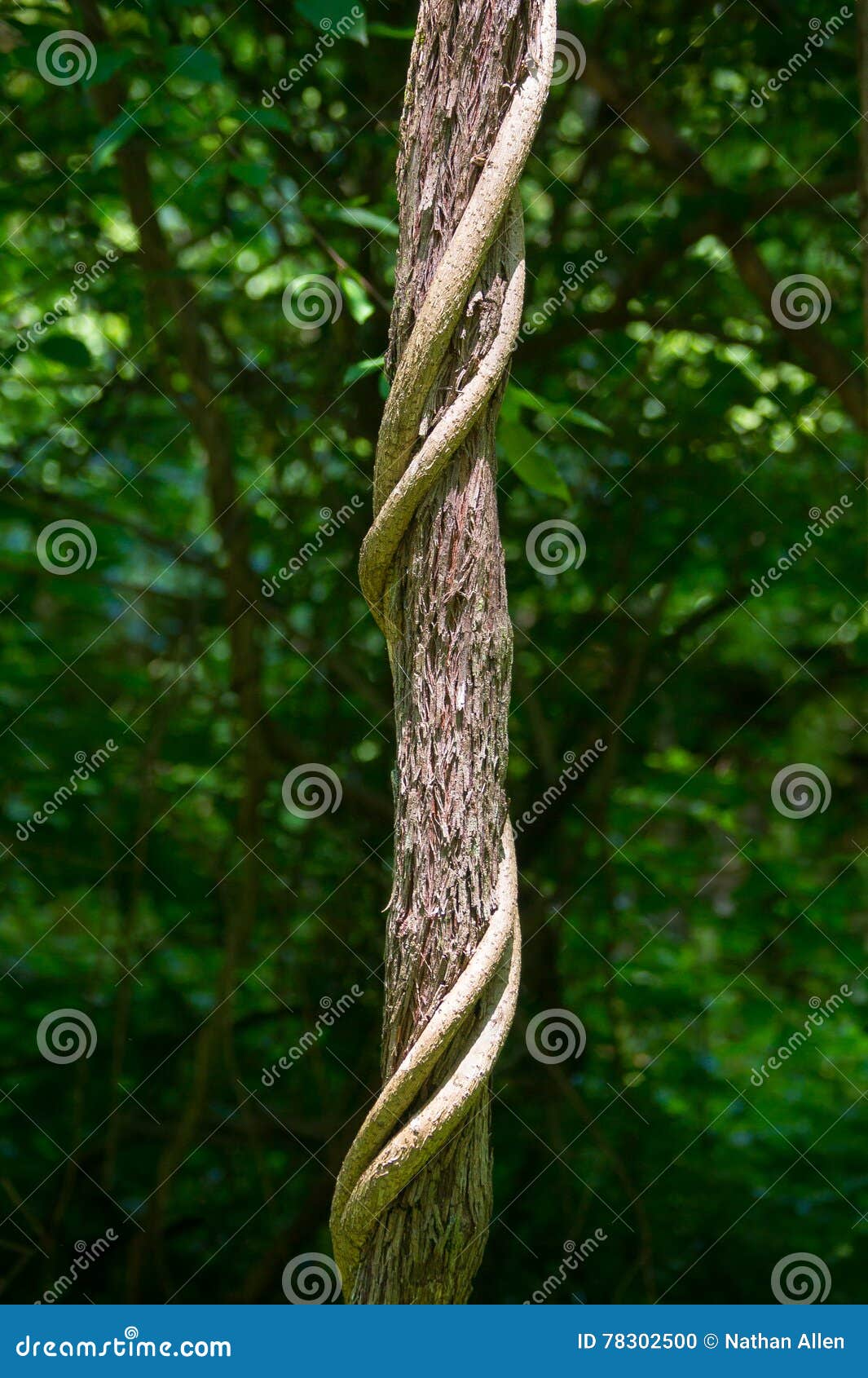 Vines Climbing a Tree in Forest Stock Photo Image of bardiya, habitat