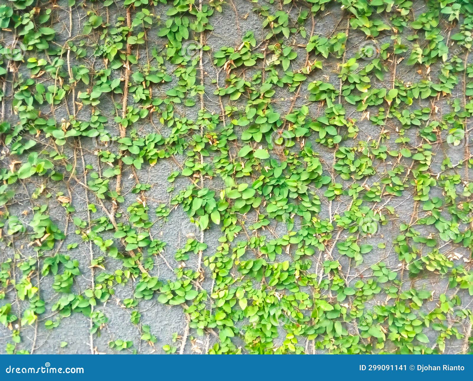 Vines Covered the Cement Walls. Stock Image Image of locked, wood