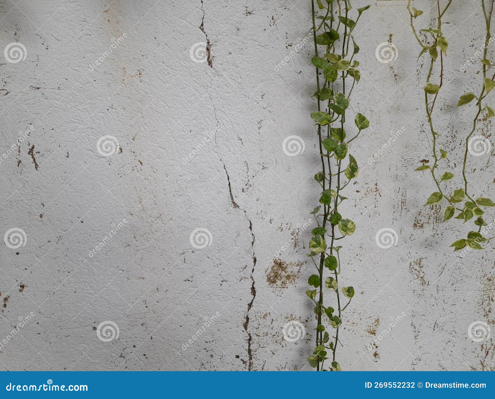 Vines and Cracked Walls of Houses Stock Photo Image of houses, grass