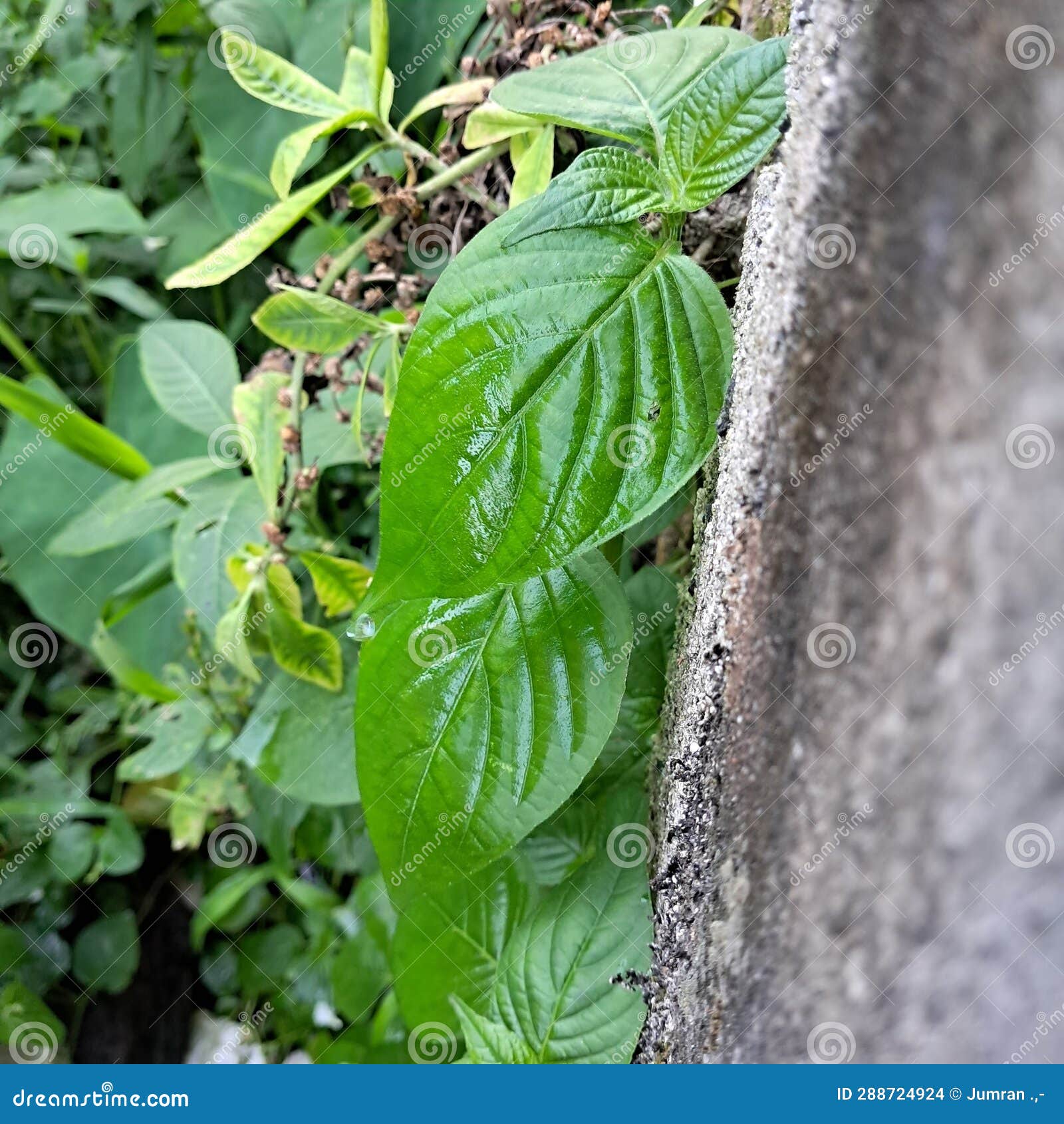 Vines that Creep Up the Walls of the House. Stock Photo - Image of tree