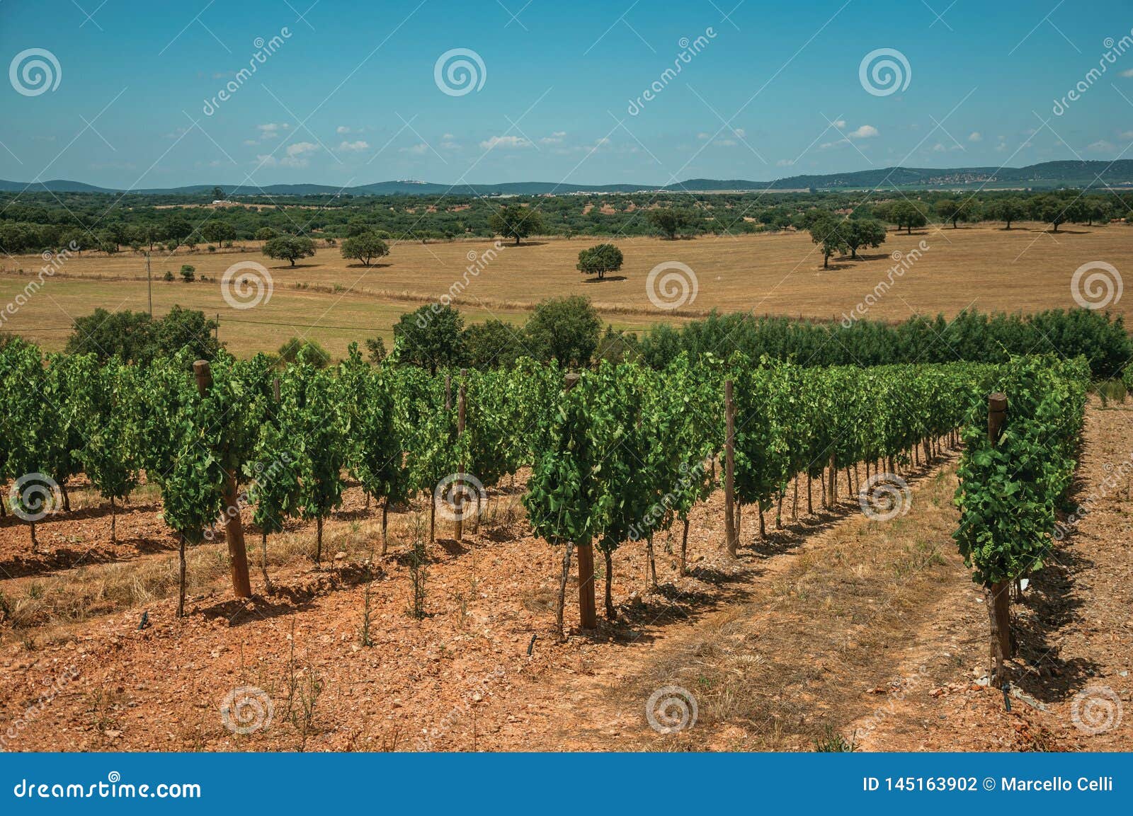Vines Going Down The Hill In A Vineyard Near Estremoz ...