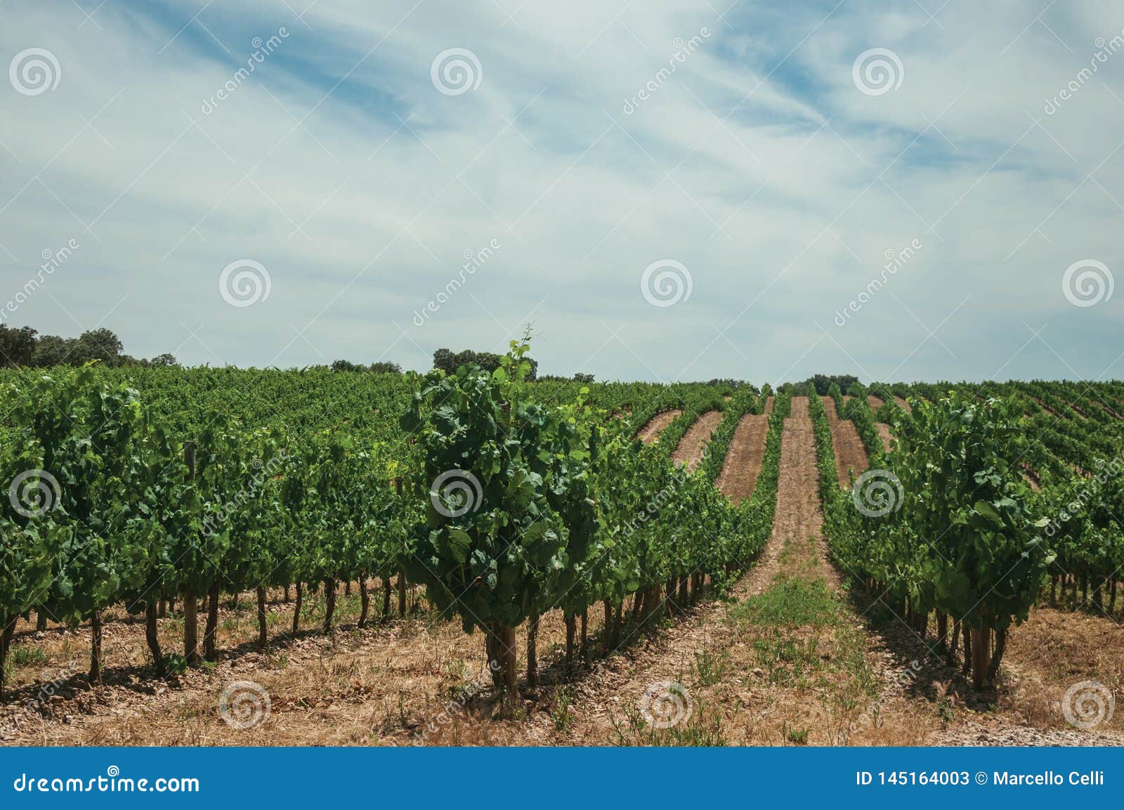 Vines Going Up The Hill In A Vineyard Near Estremoz Stock ...