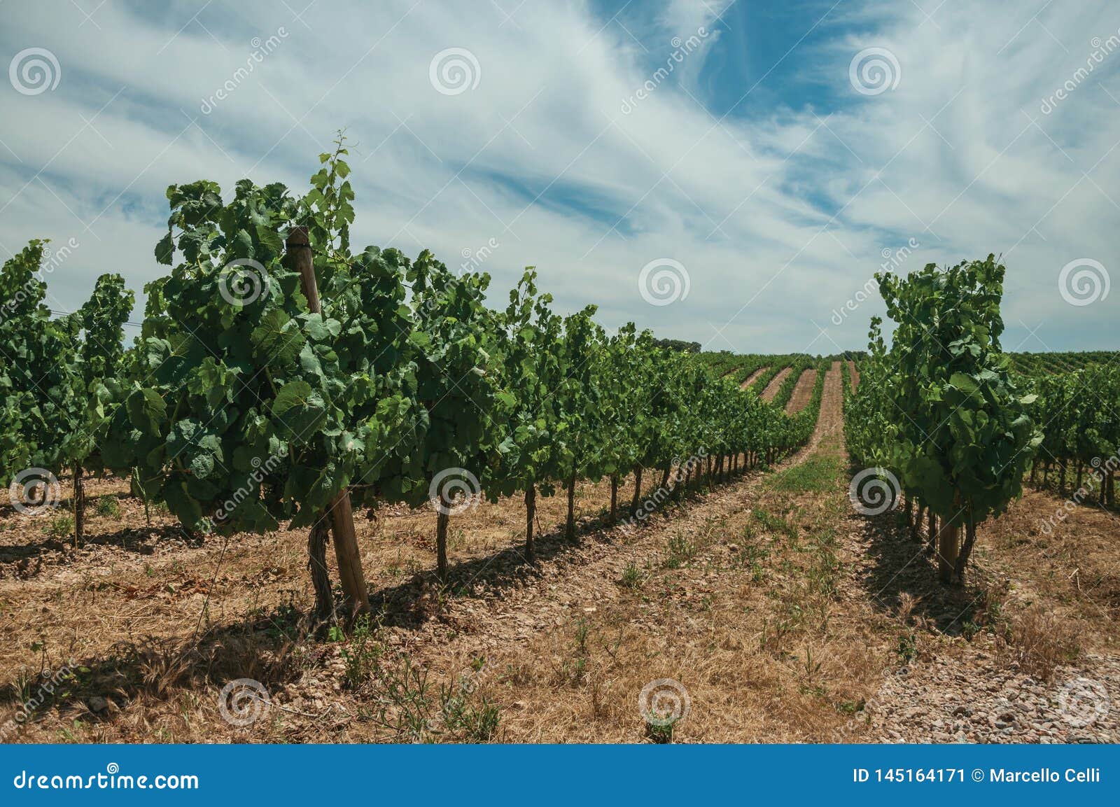 Vines Going Up The Hill In A Vineyard Near Estremoz Stock ...