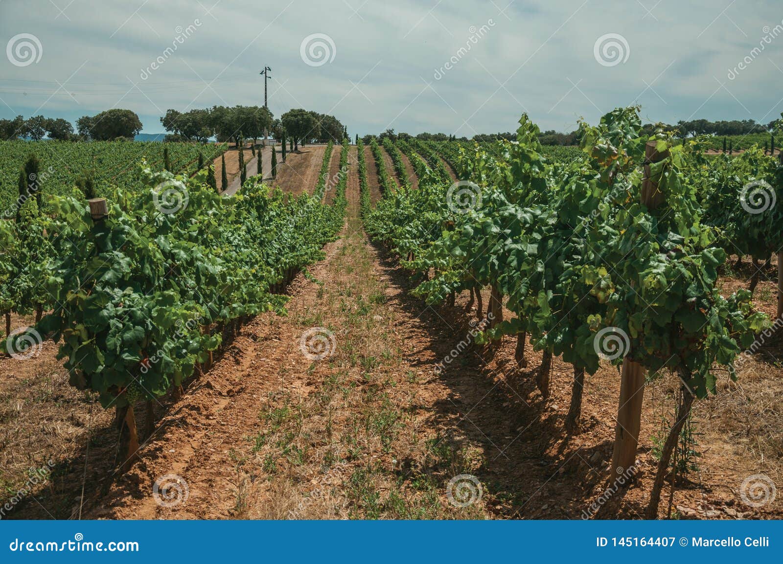 Vines And Gravel Road In A Vineyard Near Estremoz Stock ...