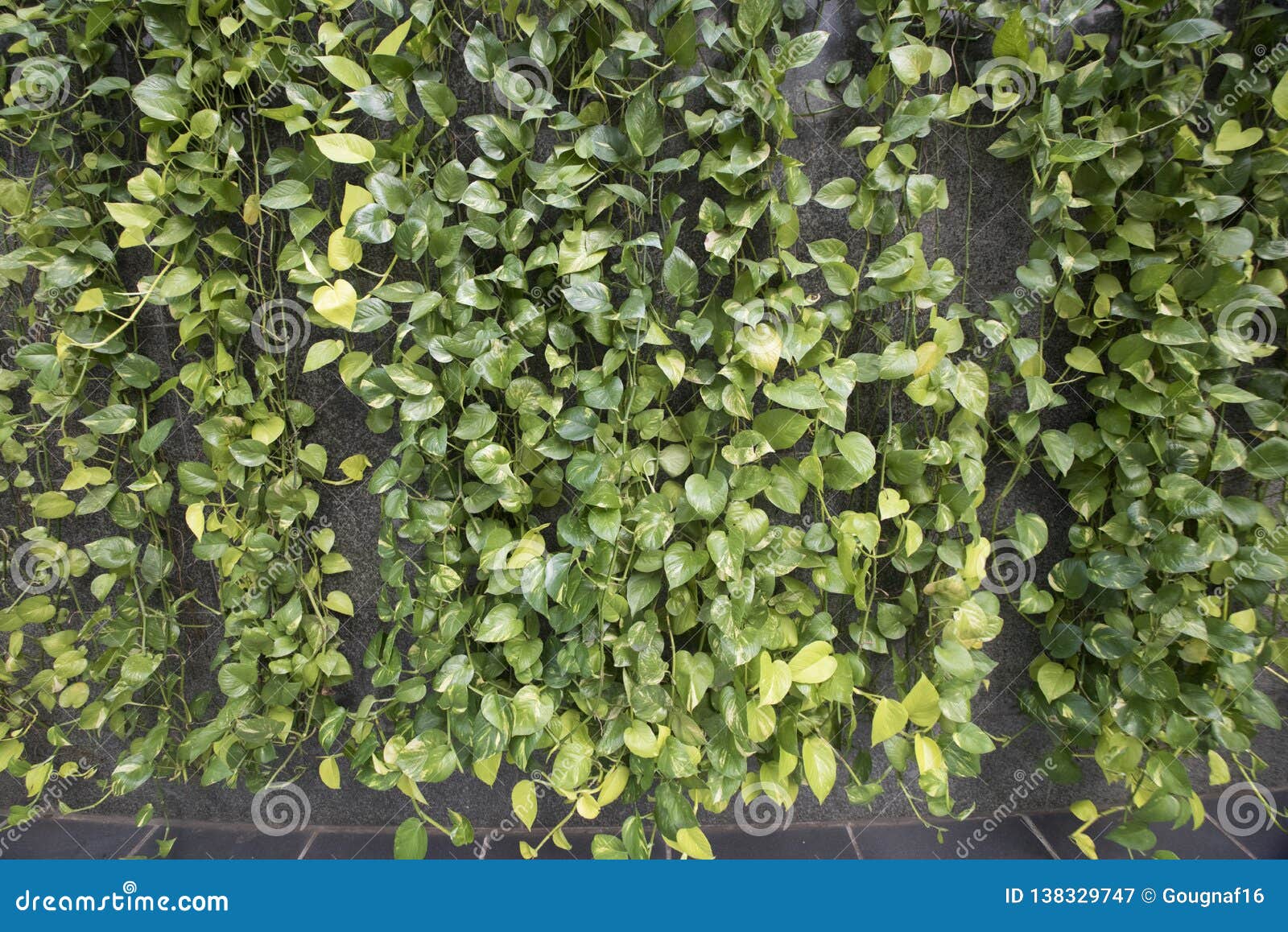 Vines Hanging Down Against a Grey Wall Stock Image Image of grey, texture 138329747
