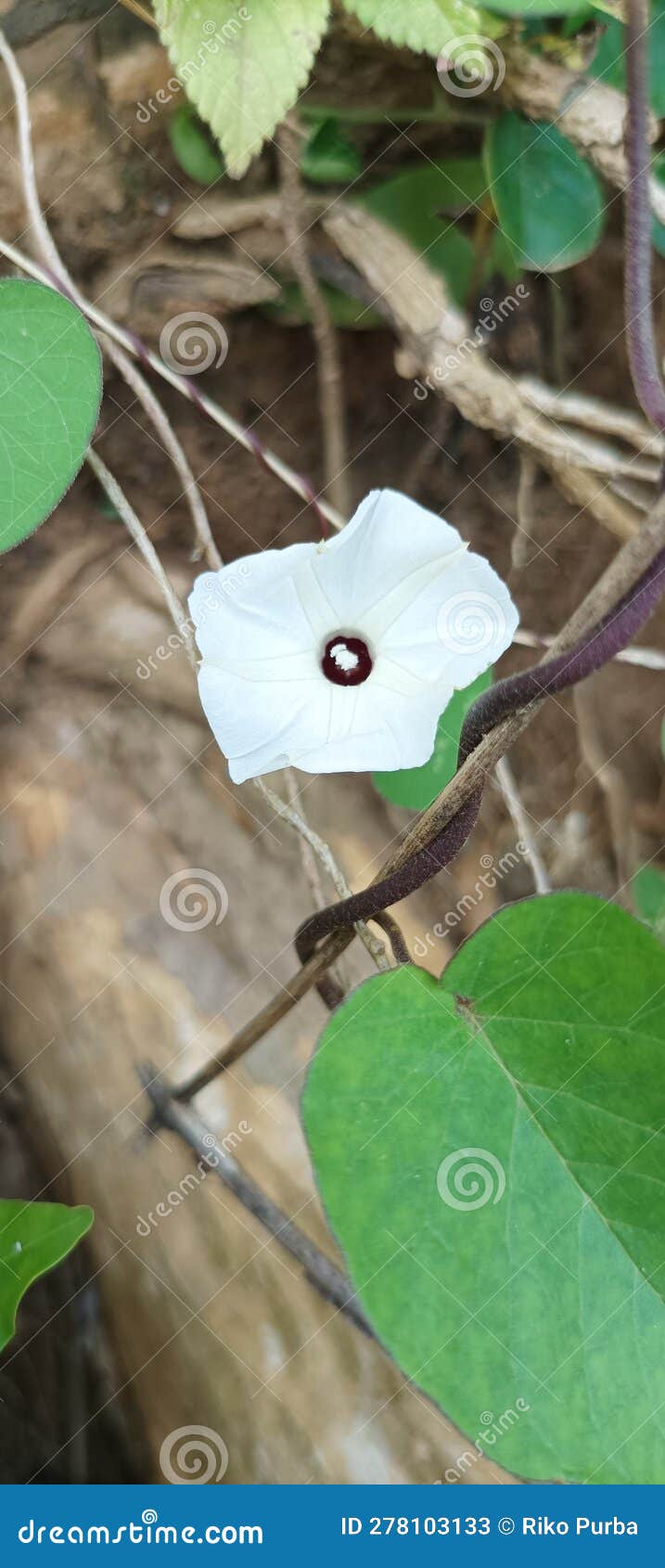 The Vines that Have White Flowers Look Very Beautiful Stock Image