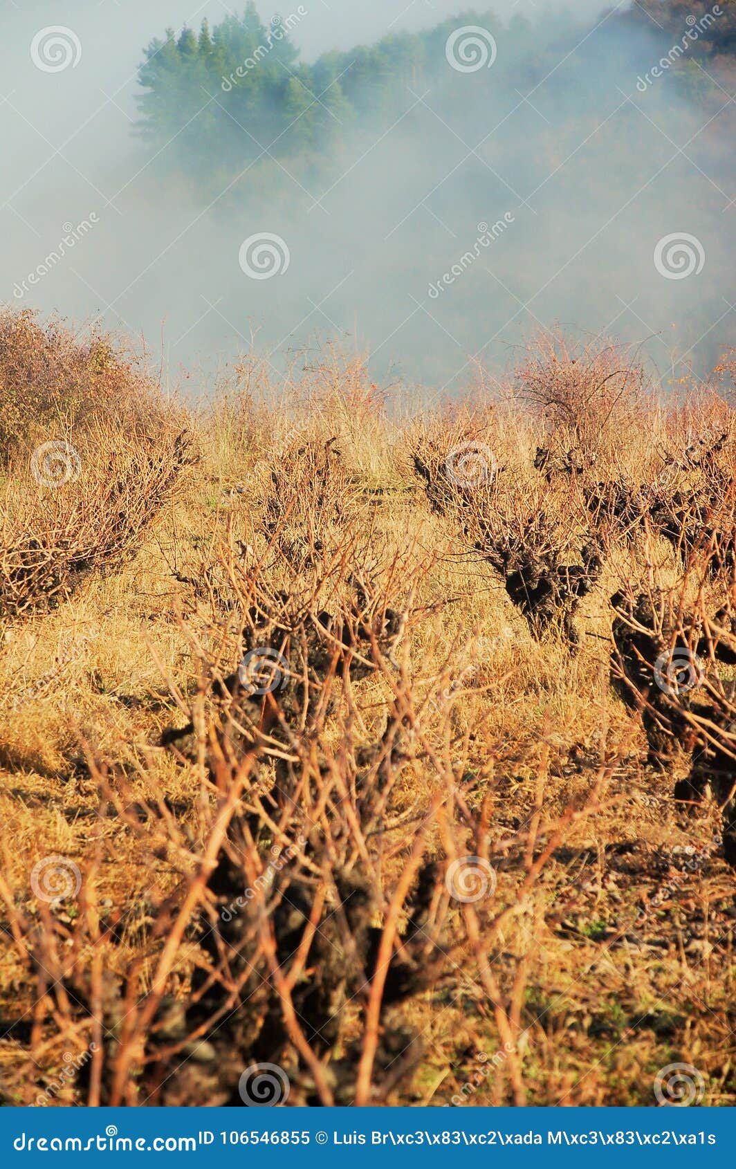 vines in mountain between forests in a foggy day