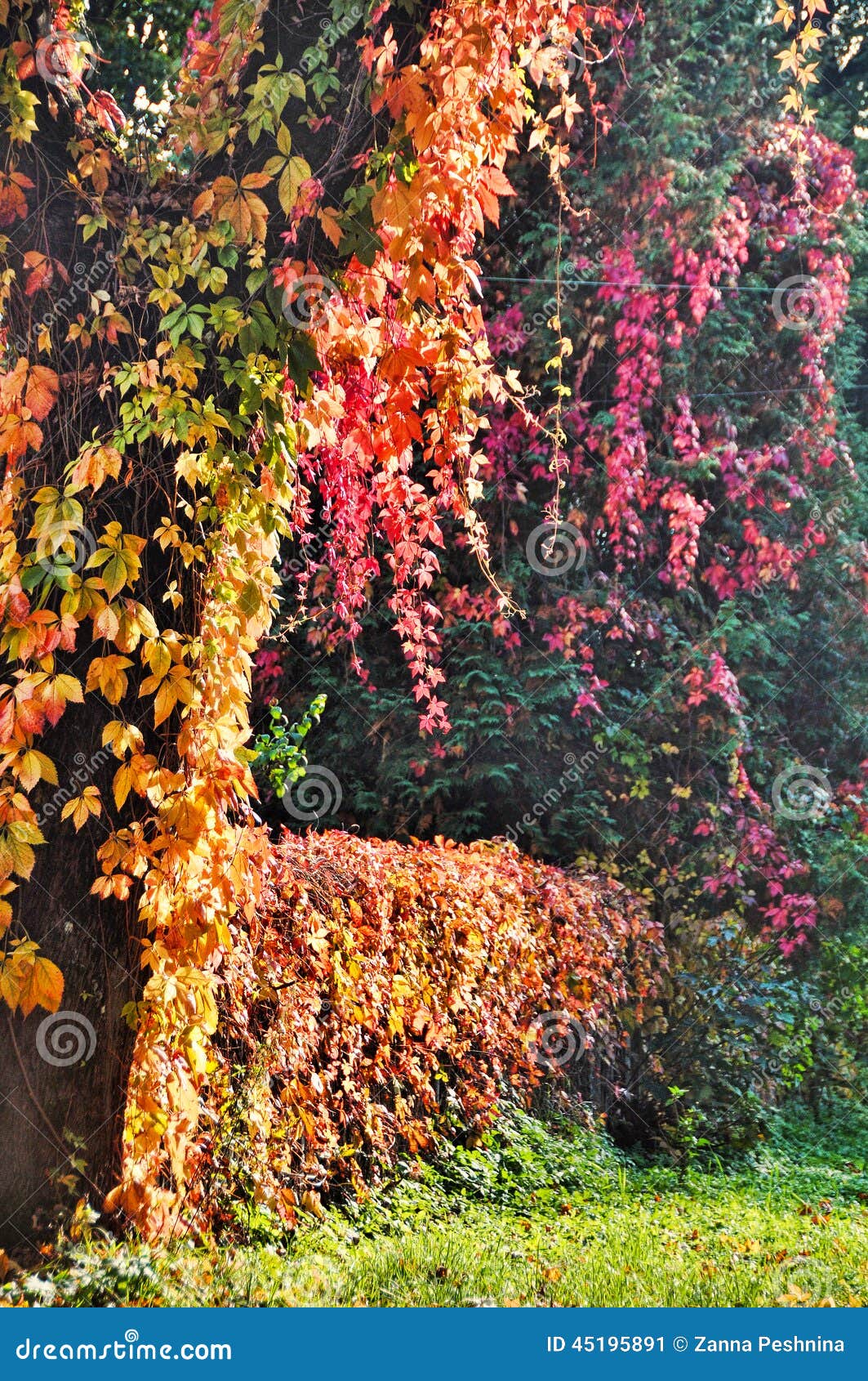 Vines on a tree, fence stock image. Image of background 45195891