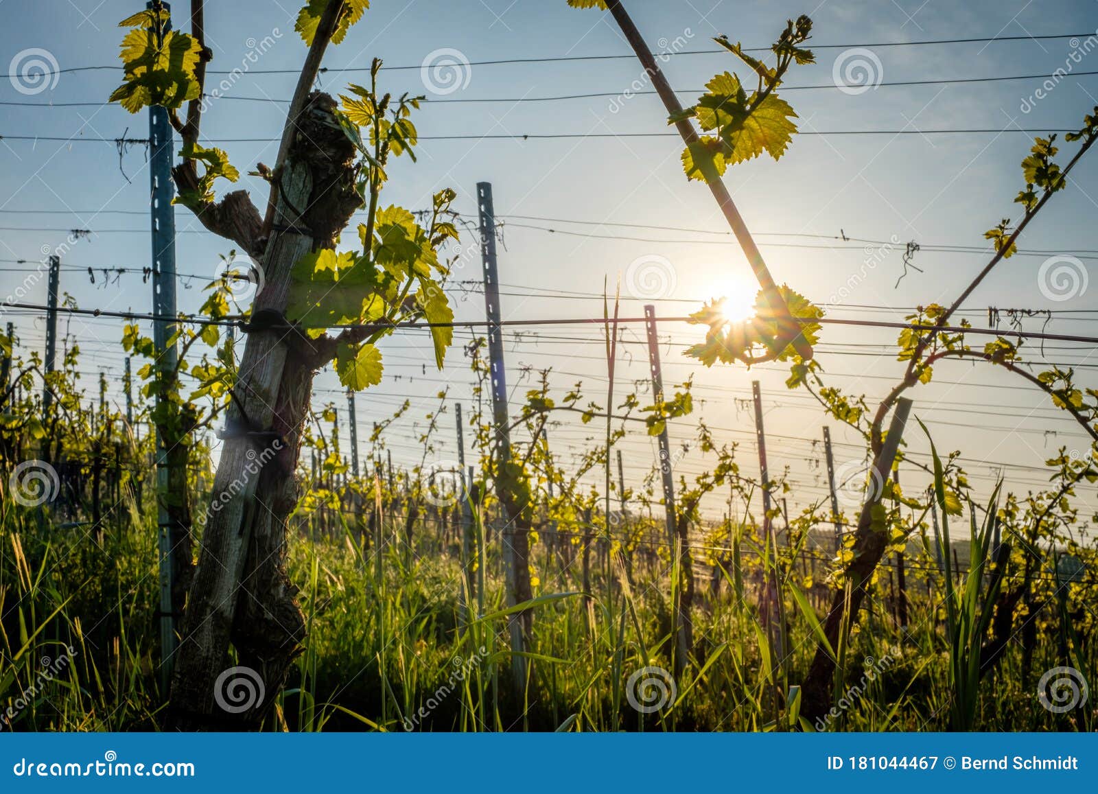 Vines in Vineyard in Morning Sun Back Lit Stock Image Image of