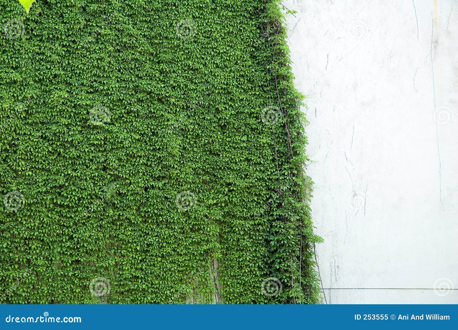 Vines on wall stock image. Image of plant, cling, grow 253555