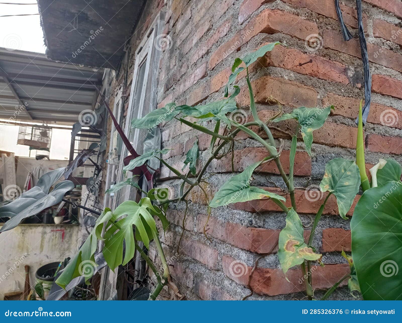 Vines on the Walls of the House Stock Photo Image of house, vines