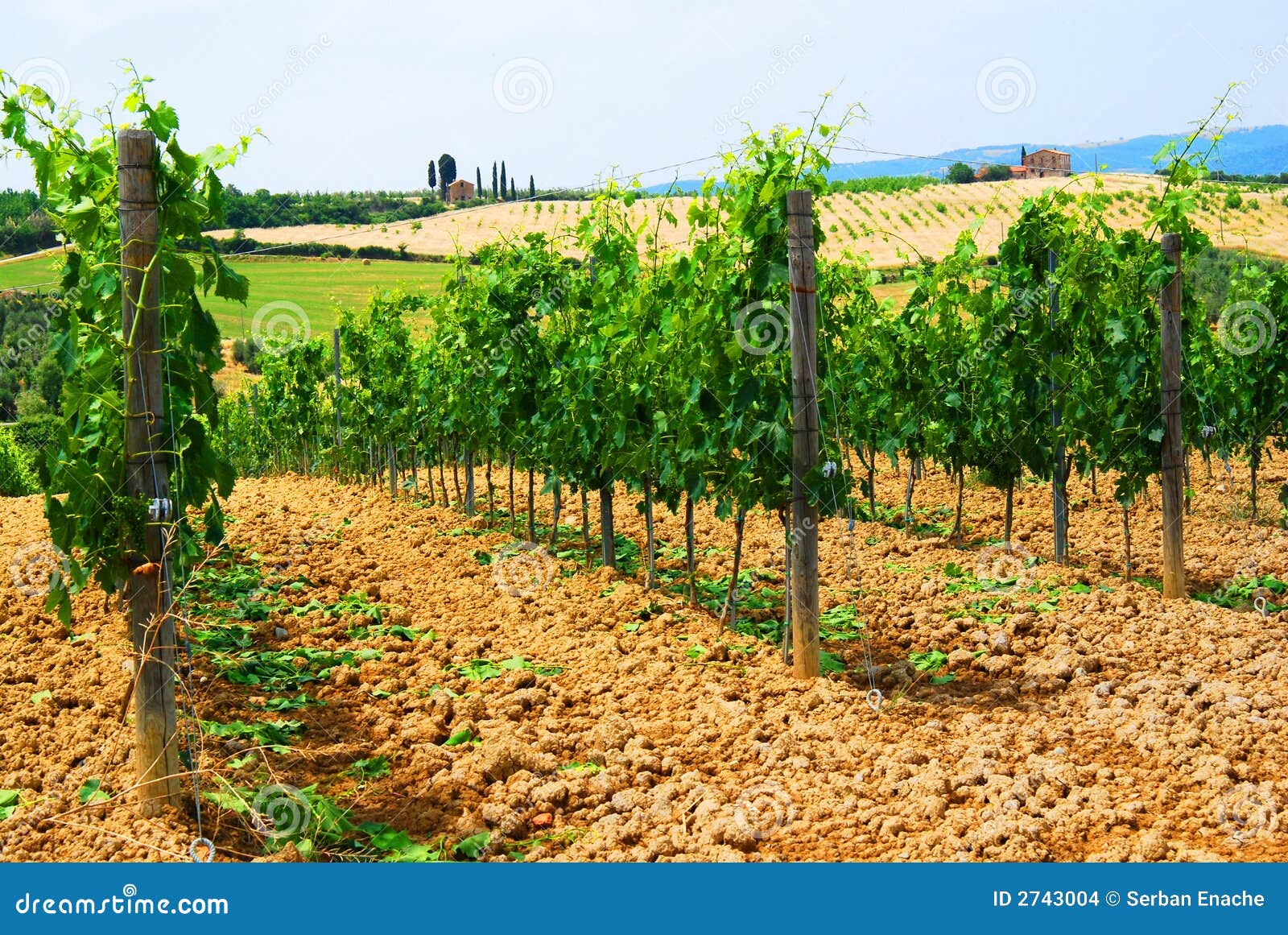 vineyard