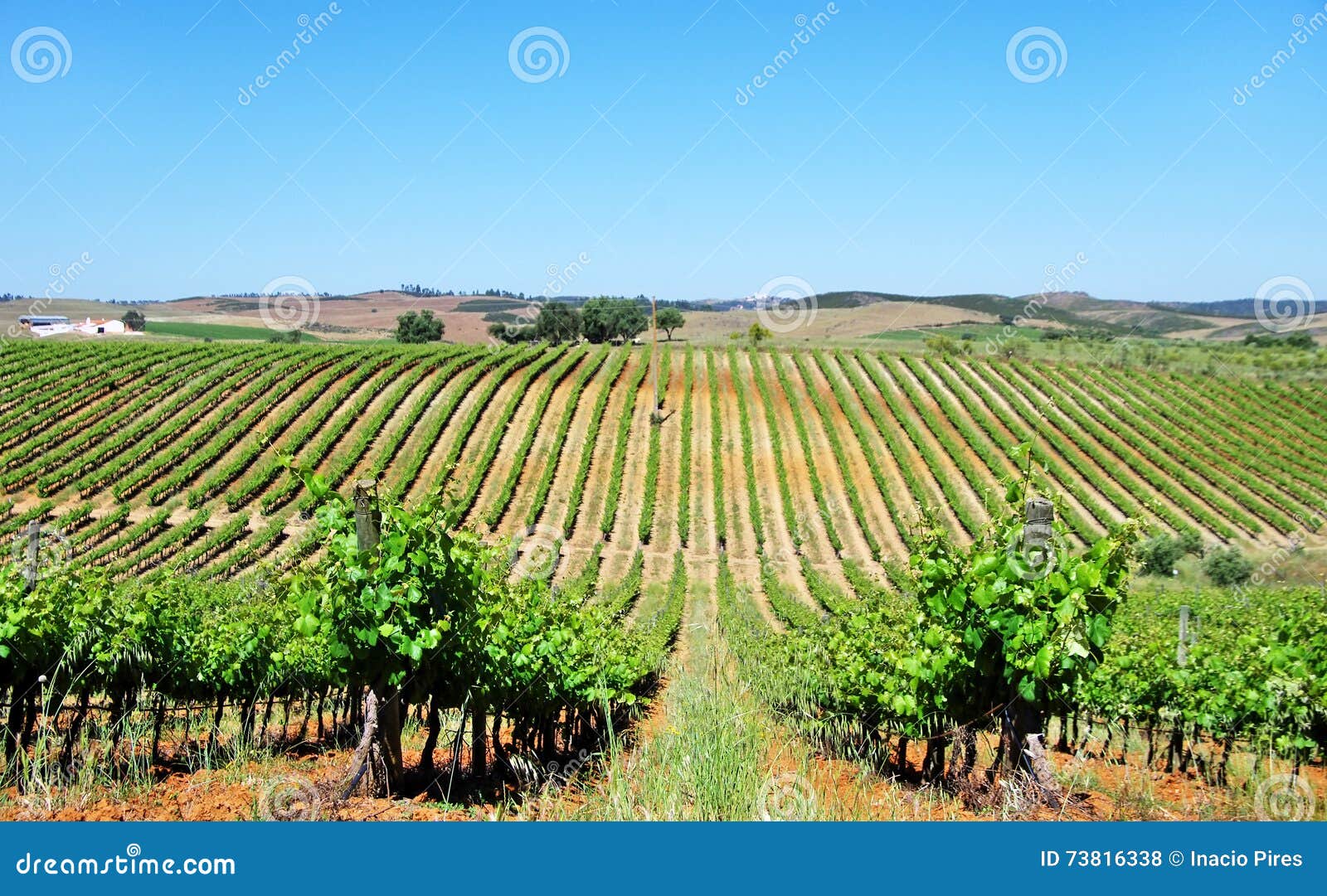 vineyard at alentejo, portugal.